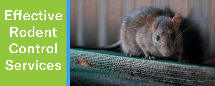 Effective Rodent Control Services