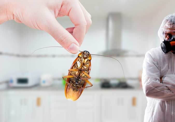 cockroach control treatments